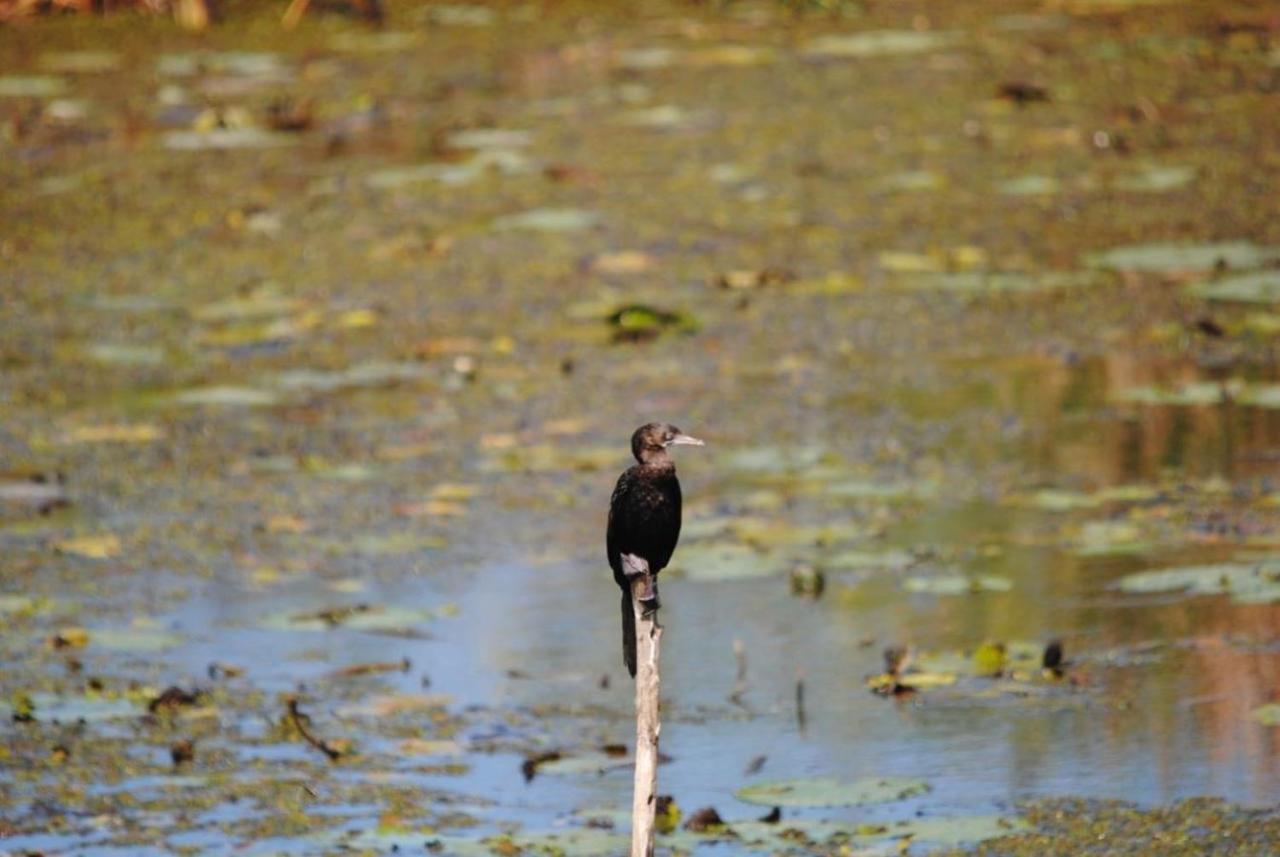 ホテル Three Little Birds タンガラ エクステリア 写真