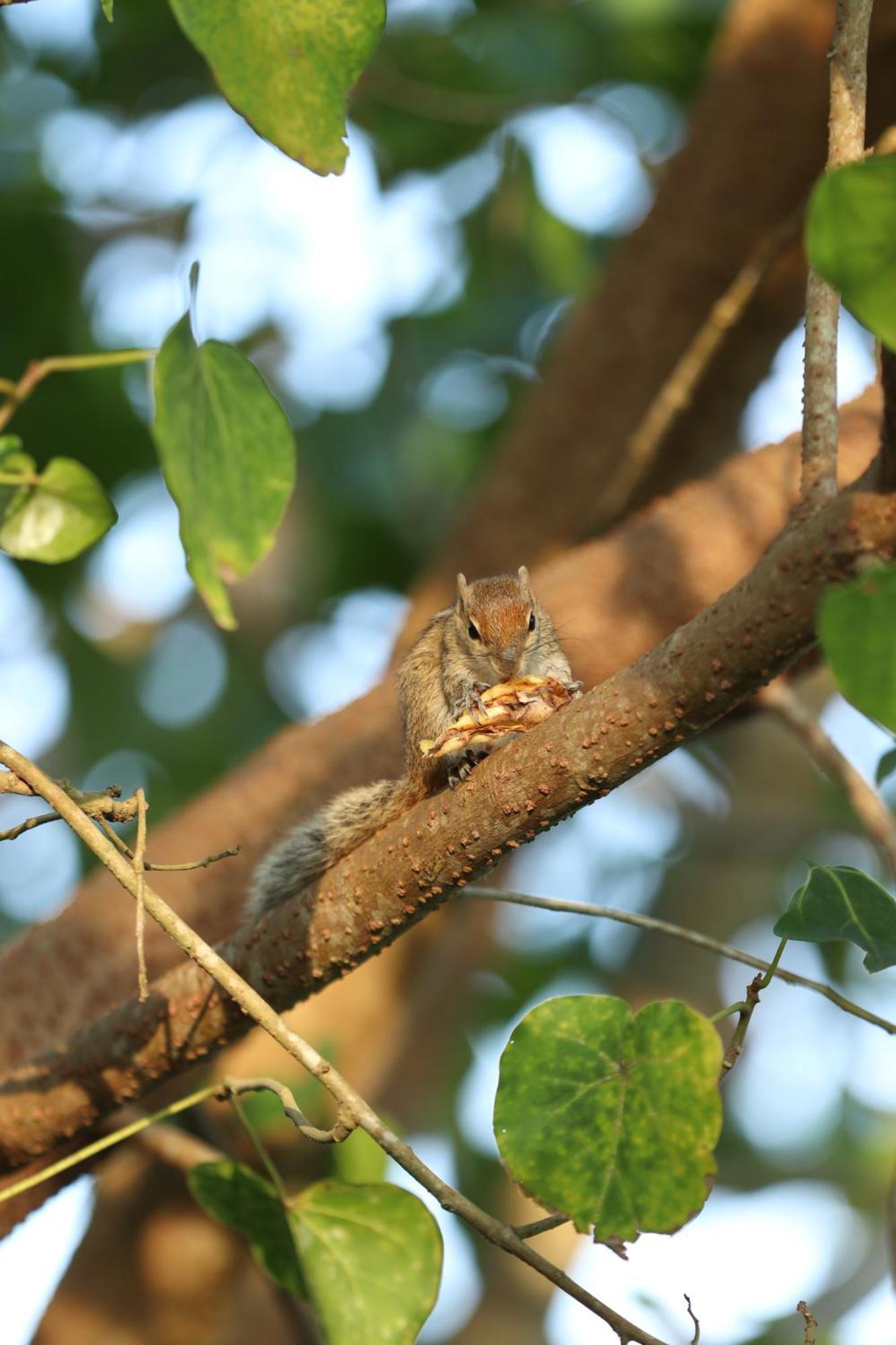 ホテル Three Little Birds タンガラ エクステリア 写真