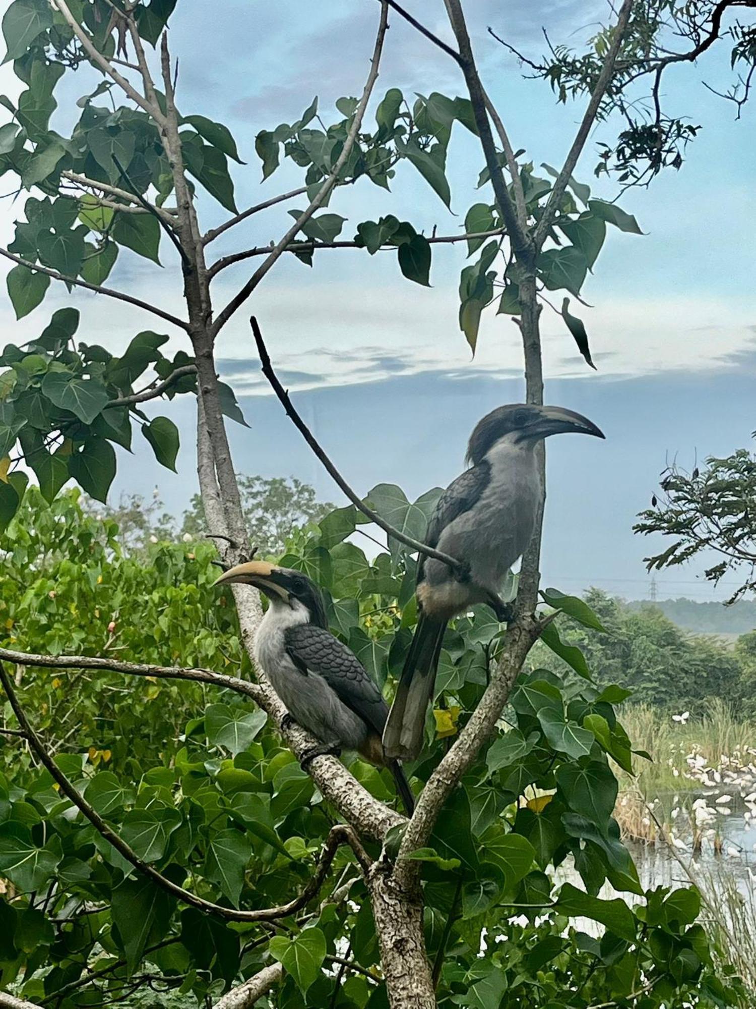 ホテル Three Little Birds タンガラ エクステリア 写真
